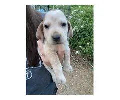 6 English Coonhound puppies for sale - 3