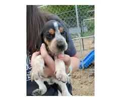 6 English Coonhound puppies for sale - 5