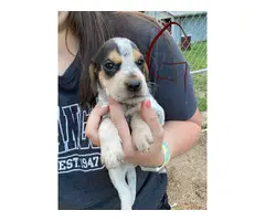 6 English Coonhound puppies for sale - 6
