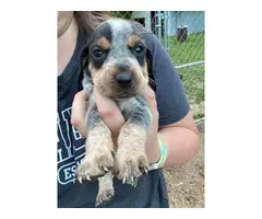 6 English Coonhound puppies for sale - 10
