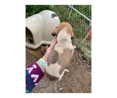 6 English Coonhound puppies for sale - 11