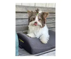 4 months old Biewer Terrier puppy for sale