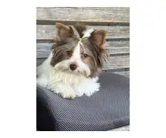 4 months old Biewer Terrier puppy for sale - 4