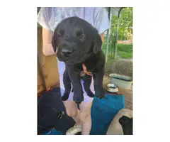 5 black Labrador Retriever puppies available - 2