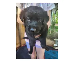 5 black Labrador Retriever puppies available - 3