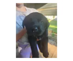 5 black Labrador Retriever puppies available - 4