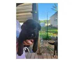 5 black Labrador Retriever puppies available - 5