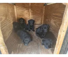 5 black Labrador Retriever puppies available - 6