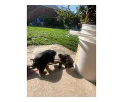 10 beautiful Yorkie puppies for sale - 2