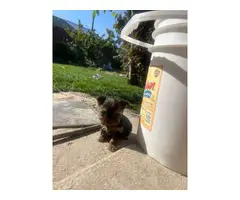 10 beautiful Yorkie puppies for sale - 4
