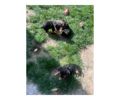 10 beautiful Yorkie puppies for sale - 6