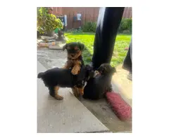 10 beautiful Yorkie puppies for sale - 8
