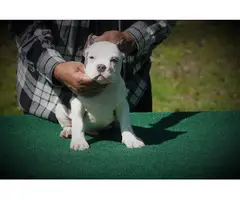 Micro American Bully Puppies for Sale - 2