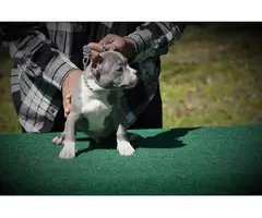 Micro American Bully Puppies for Sale - 3