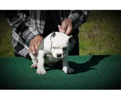 Micro American Bully Puppies for Sale - 4