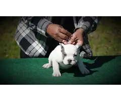 Micro American Bully Puppies for Sale - 5