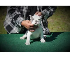 Micro American Bully Puppies for Sale - 7