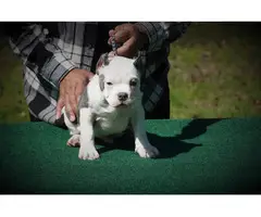Micro American Bully Puppies for Sale - 8