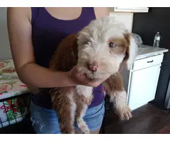 Sheepdoodle puppies for sale - 3