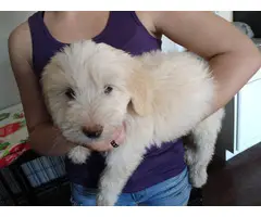 Sheepdoodle puppies for sale - 6