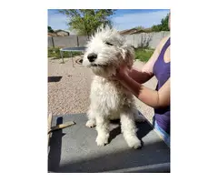 Sheepdoodle puppies for sale - 7