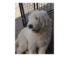 Sheepdoodle puppies for sale - 8