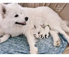 6 weeks old Samoyed puppies