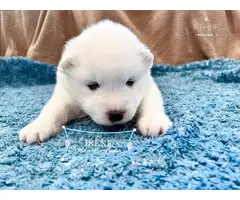 6 weeks old Samoyed puppies - 3