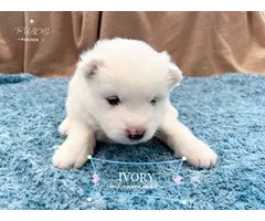 6 weeks old Samoyed puppies - 4