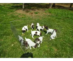 AKC purebred German Shorthair Pointer puppies