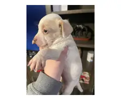 2 male Purebred Chihuahua puppies for adoption - 2