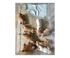 Jack Russell and Chihuahua mix puppies for sale