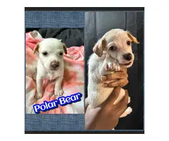 Jack Russell and Chihuahua mix puppies for sale - 2