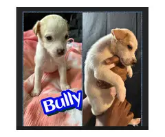 Jack Russell and Chihuahua mix puppies for sale - 4