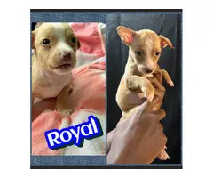 Jack Russell and Chihuahua mix puppies for sale - 5