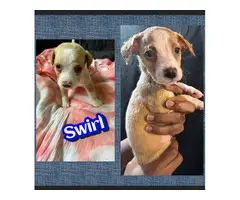 Jack Russell and Chihuahua mix puppies for sale - 6
