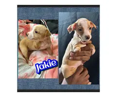 Jack Russell and Chihuahua mix puppies for sale - 7