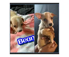 Jack Russell and Chihuahua mix puppies for sale - 8
