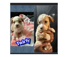 Jack Russell and Chihuahua mix puppies for sale - 9