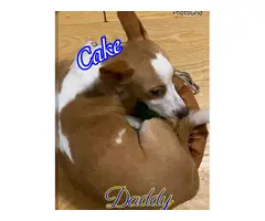 Jack Russell and Chihuahua mix puppies for sale - 10