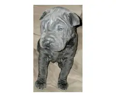 Precious male Shar pei puppy for sale - 3