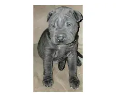 Precious male Shar pei puppy for sale - 4