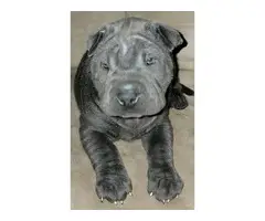 Precious male Shar pei puppy for sale - 5