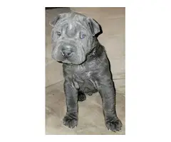 Precious male Shar pei puppy for sale - 6