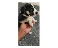7 Pitsky puppies looking for good homes - 2