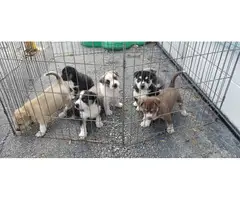 7 Pitsky puppies looking for good homes - 7