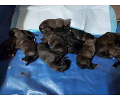 Irish wolfhound puppies available - 2