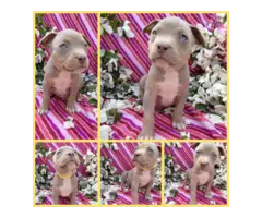 Gorgeous tri-colored pitbull puppies