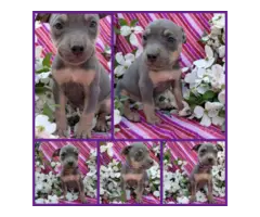 Gorgeous tri-colored pitbull puppies - 2