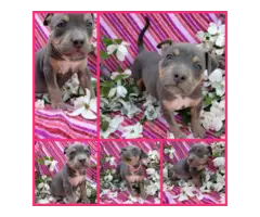 Gorgeous tri-colored pitbull puppies - 3